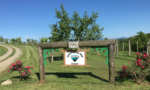 Jewel of the Blue Ridge Vineyard & Muscadine Nursery