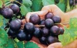 Baker Family Vineyard – Moccasin Creek Muscadines