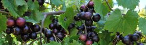 Muscadine Grapes