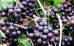 Long Branch Vineyards