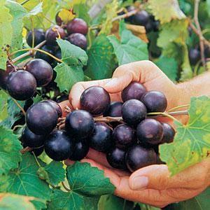 Muscadine Health Benefits Research Interview North Carolina Muscadine Grape Association Inc. NCMGA