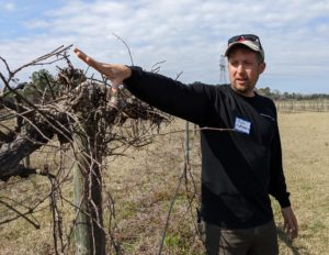 Mark Hoffmann explains pruning of older vines/